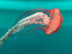 -多彩贵州城极地海洋世界