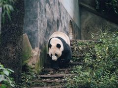 -中国大熊猫保护研究中心雅安碧峰峡基地