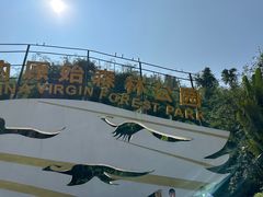 -西双版纳原始森林公园