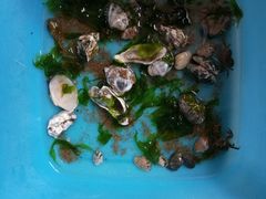 -海岸风情蒸汽海鲜自助餐厅(家宴金手勺店)