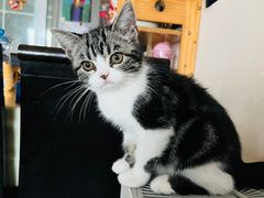 -lincat·猫舍(广州店)