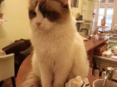 -猫色咖啡·猫咖