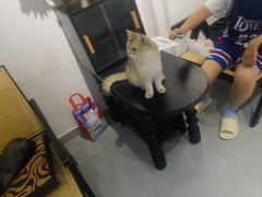 -琪喵猫屋·撸猫猫咖·猫舍