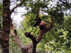 -都江堰中华大熊猫苑