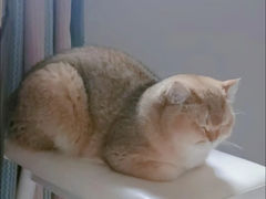 -柚子猫舍·精品猫舍购猫·猫咪认养·购宠·宠物店