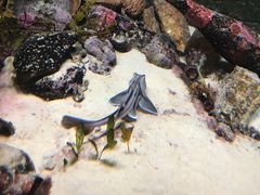 -悉尼海洋生物水族馆