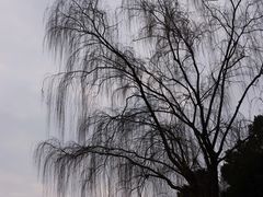 -橘子洲景区
