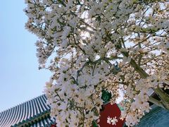 -天津大悲禅院