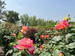 -莲花池公园