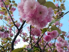 -高东镇樱花园