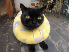 -喵屿·大理花园猫咖