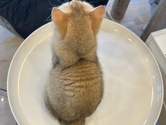 -有喵·猫咖·狗咖·30几只猫10只小狗(岗厦店)