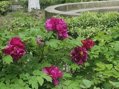 -苏州河梦清园环保主题公园