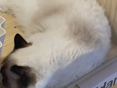 -屋虎猫馆(宝安大仟里店)