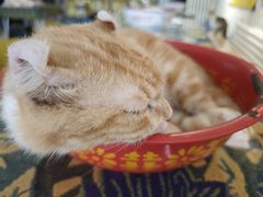 -平行世界·猫咖(首经贸店)