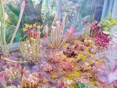 -中国科学院西双版纳热带植物园