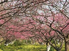 -上海海湾国家森林公园