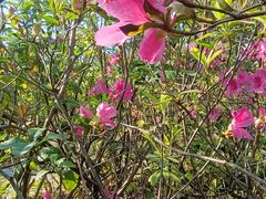 -广东花都湖国家湿地公园