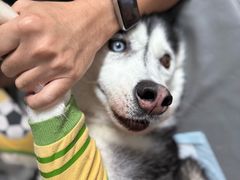 -谐和贝康宠物医院24小时·宠保定点(急重症转诊中心)