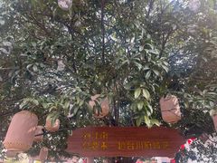 -紫阳古街