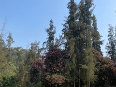 -南宁良凤江国家森林公园