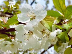 -桂桂茶(万嘉广场店)