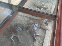 -栾川竹海野生动物园