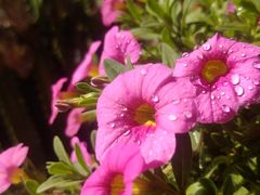 -阿昌白族石板烧(大理古城店)