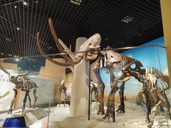 -国家自然博物馆