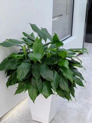 -悟空祛痘·诺奖技术专业店