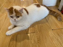-Cappucimeow猫咪咖啡馆(韦伯时代店)