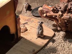 -绿色星球动物主题公园