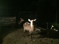 -清迈夜间动物园