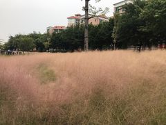 -映月湖公园
