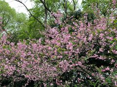 -西湖外事游船(花港观鱼码头)