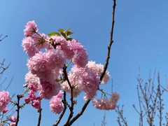 -天适樱花悠乐园