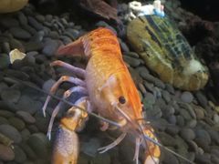 -上海大自然野生昆虫馆(东方明珠·爬宠昆虫探索中心)
