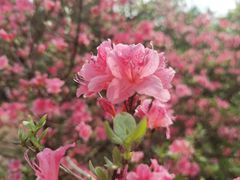-深圳市中科院仙湖植物园