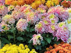 -杭州植物园