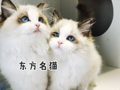 -东方名猫馆·英短金渐层布偶猫舍(环线广场1号楼店)