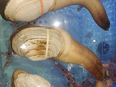 -阿伟海鲜楼·福建菜(延寿店)