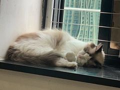 -楼上猫咖(罗湖店)