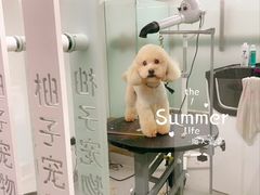 -柚子宠物(伊珊娜调理店)