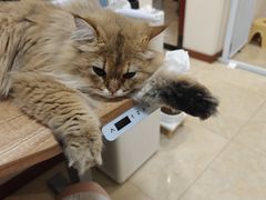 -小猫来了·猫舍(红山六九七九店)