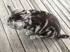 -海边的猫和咖啡馆