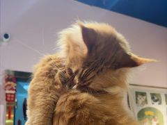 -爪爪喵星球·猫舍(卓悦中心店)