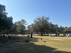 -奈良公园