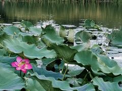 -前关湿地公园