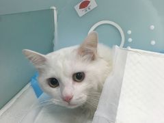-纳吉亚猫专科动物诊疗中心(蒋宅口分院)