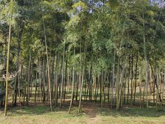 -苏州上方山国家森林公园